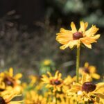 flower stand out