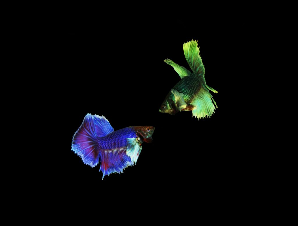 one green fish and one blue fish facing each other